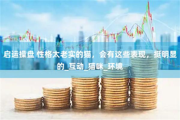 启运操盘 性格太老实的猫，会有这些表现，挺明显的_互动_猫咪_环境