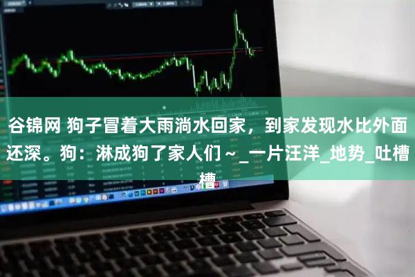 谷锦网 狗子冒着大雨淌水回家，到家发现水比外面还深。狗：淋成狗了家人们～_一片汪洋_地势_吐槽